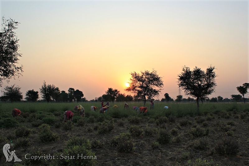 ソジャットヘナによるソジャットレポート。見渡す限りのヘナ畑。収穫はすべて手仕事。働き者の女性たちの底力を見せつける。