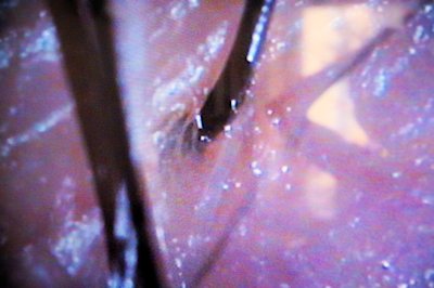 ���N�ȓ���͎�_��