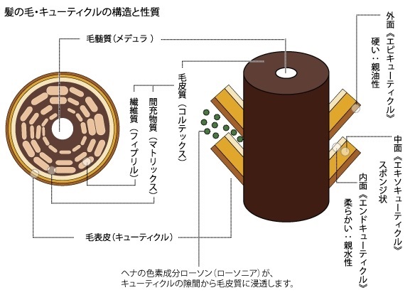 �w�i�̐F�f�Ɣ��̖т̊֌W